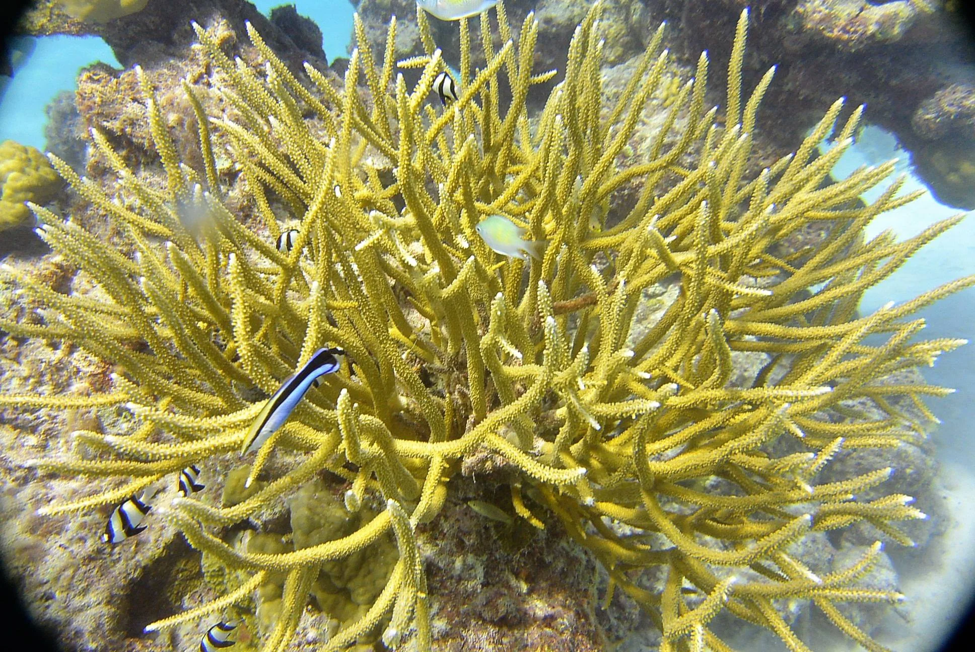 Three Band Demoiselle, Clearner Wrasse, Staghorn Coral