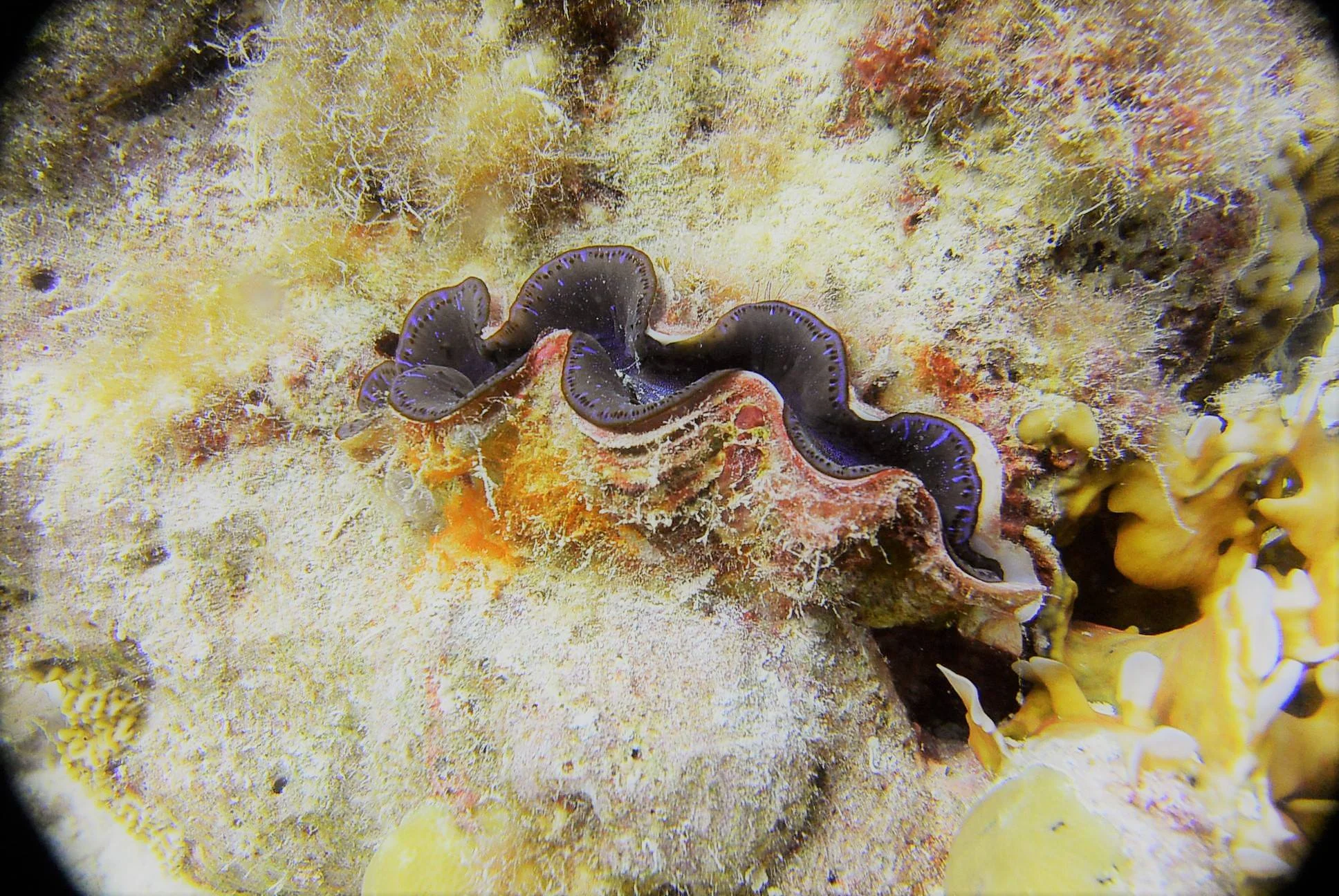 Boring Clam