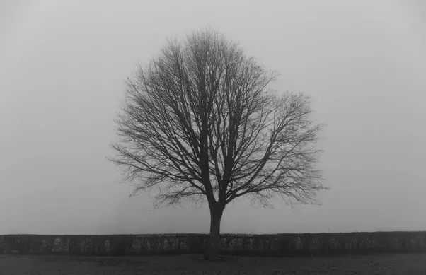 Sad Tree.png