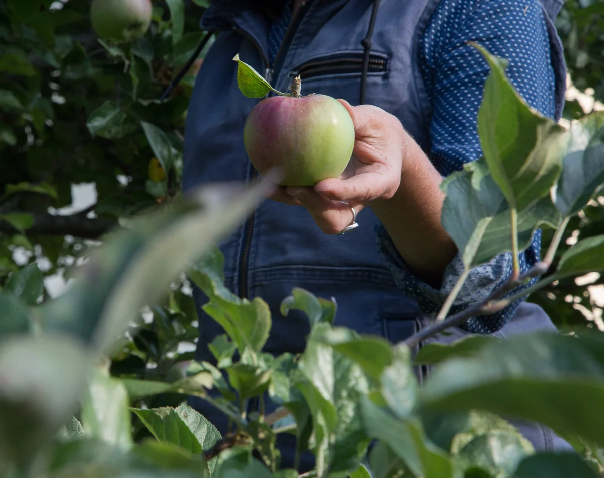 apples-portrait-rockport-maine.jpg