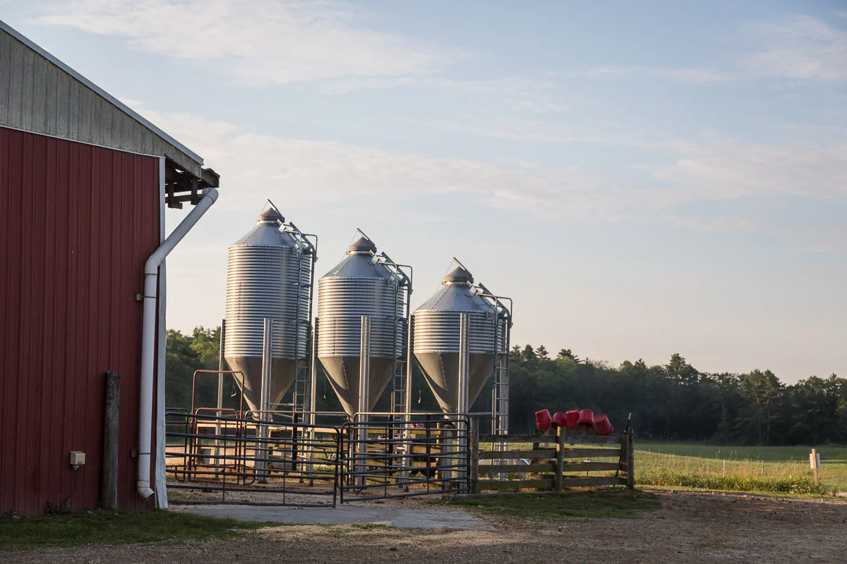 wolfs-neck-farm-cows-organic-milk-freeport-maine.jpg