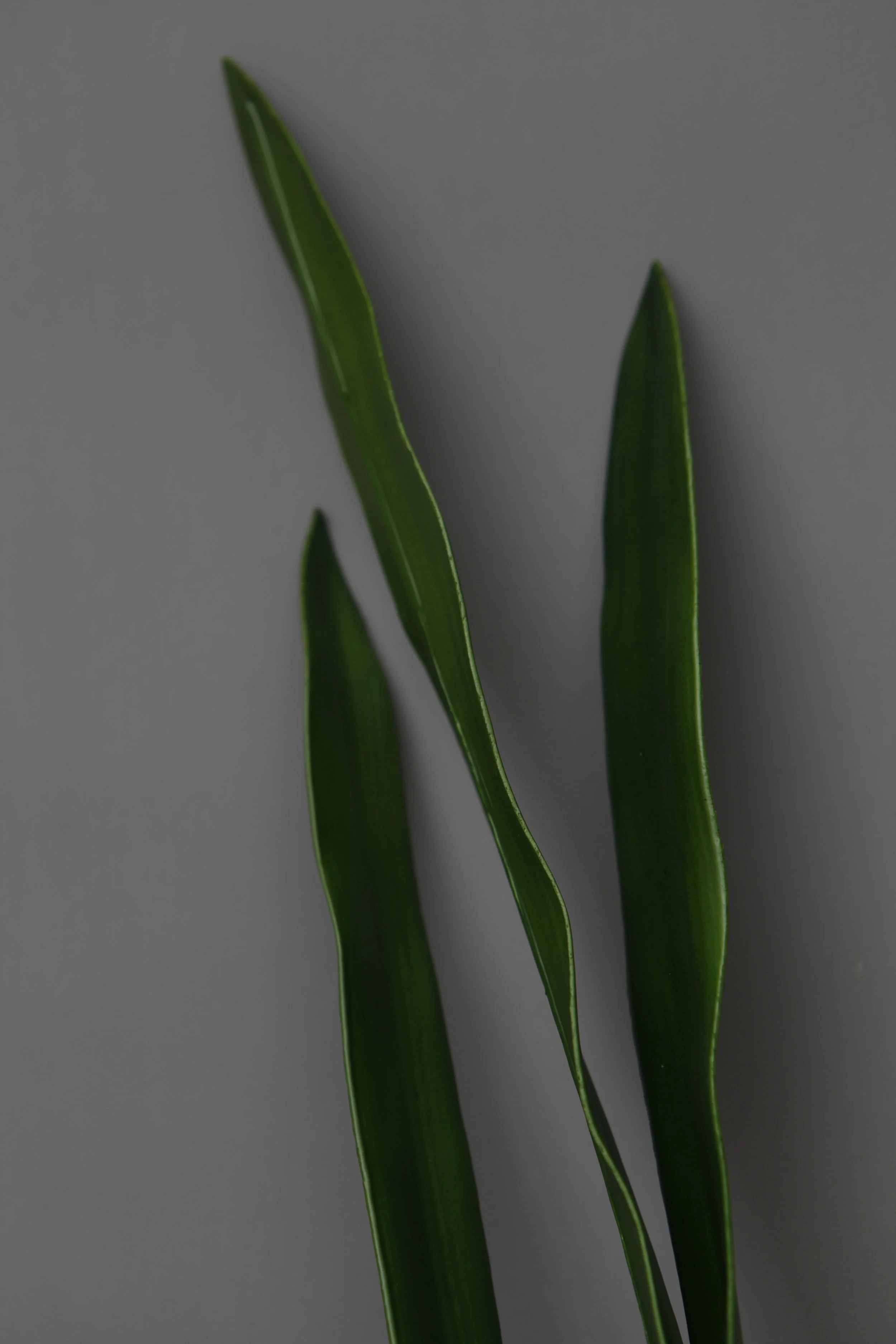 SPRIG Faux Oncidium Orchid Leaf