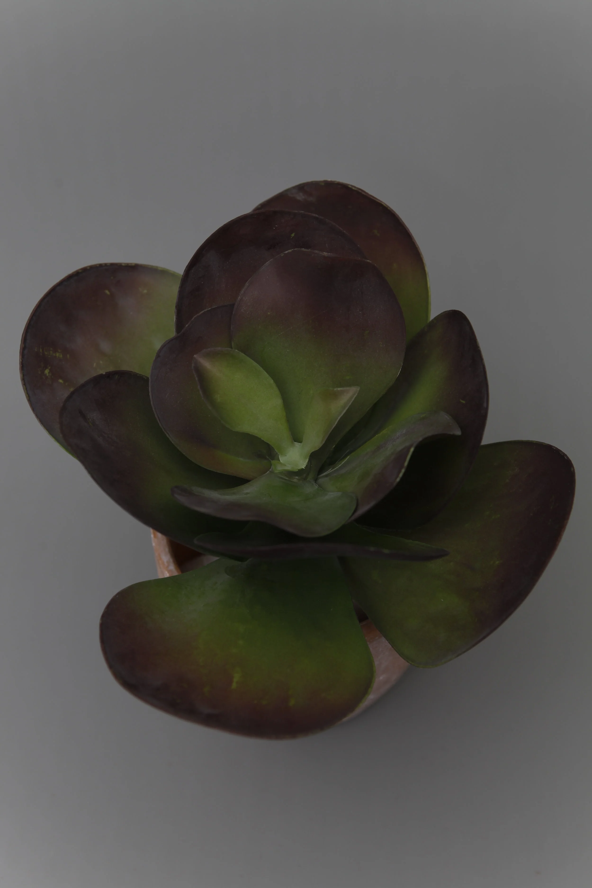 SPRIG FLorals - Faux Floral Botanicals Aeonium Purple