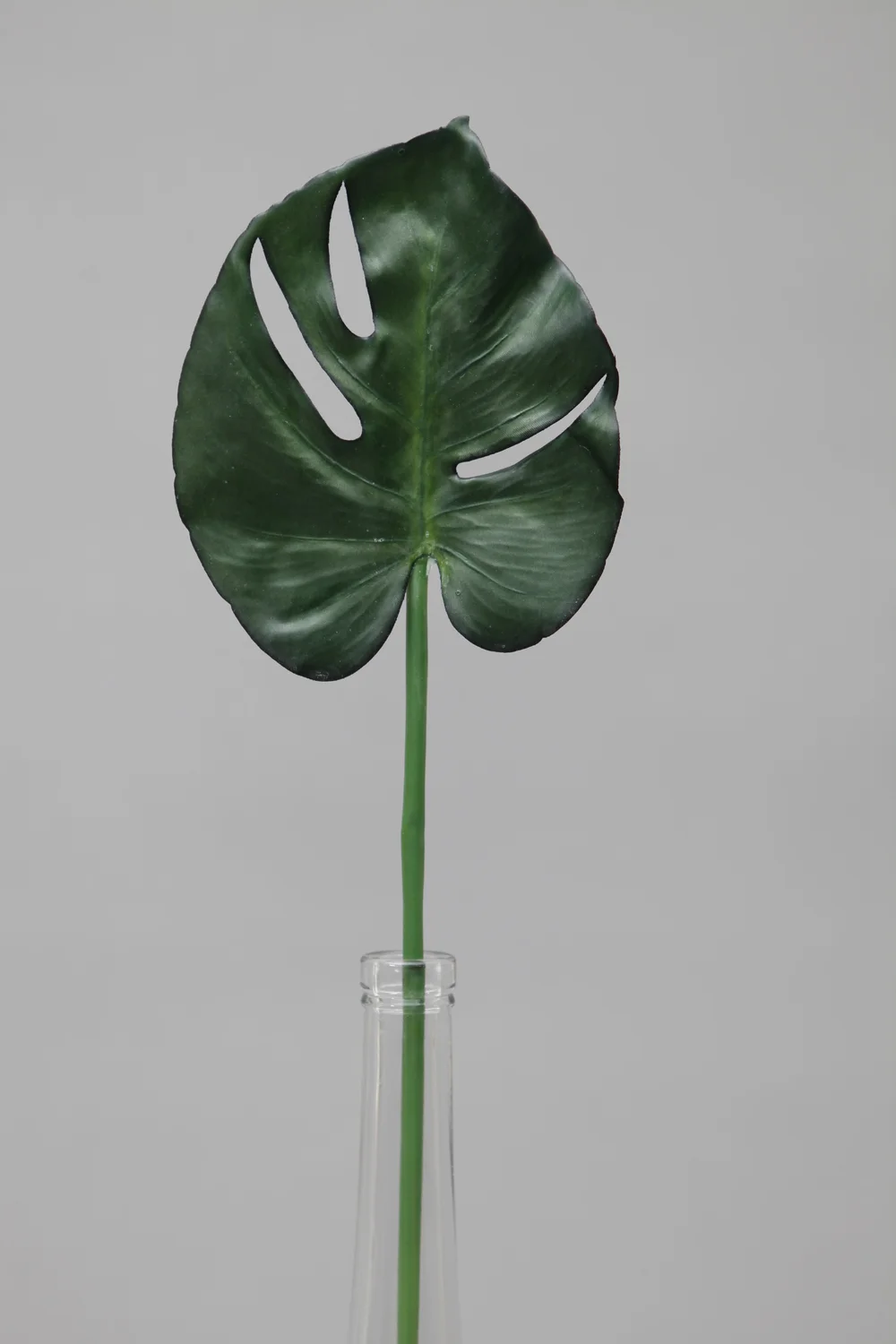 SPRIG Florals - Young Monstera Leaf