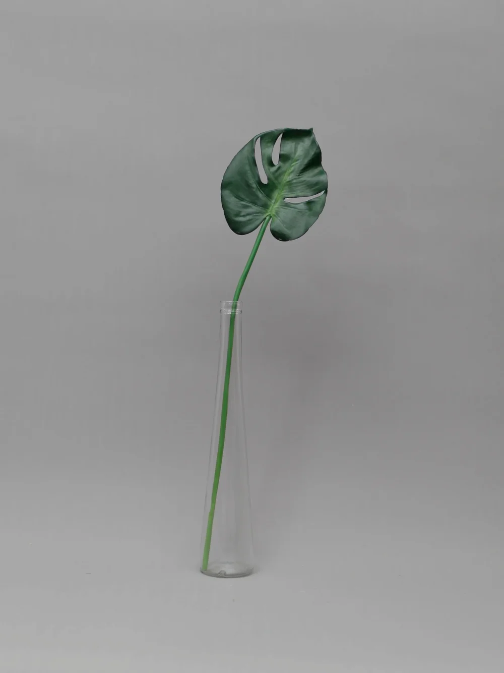 SPRIG Florals - Young Monstera Leaf