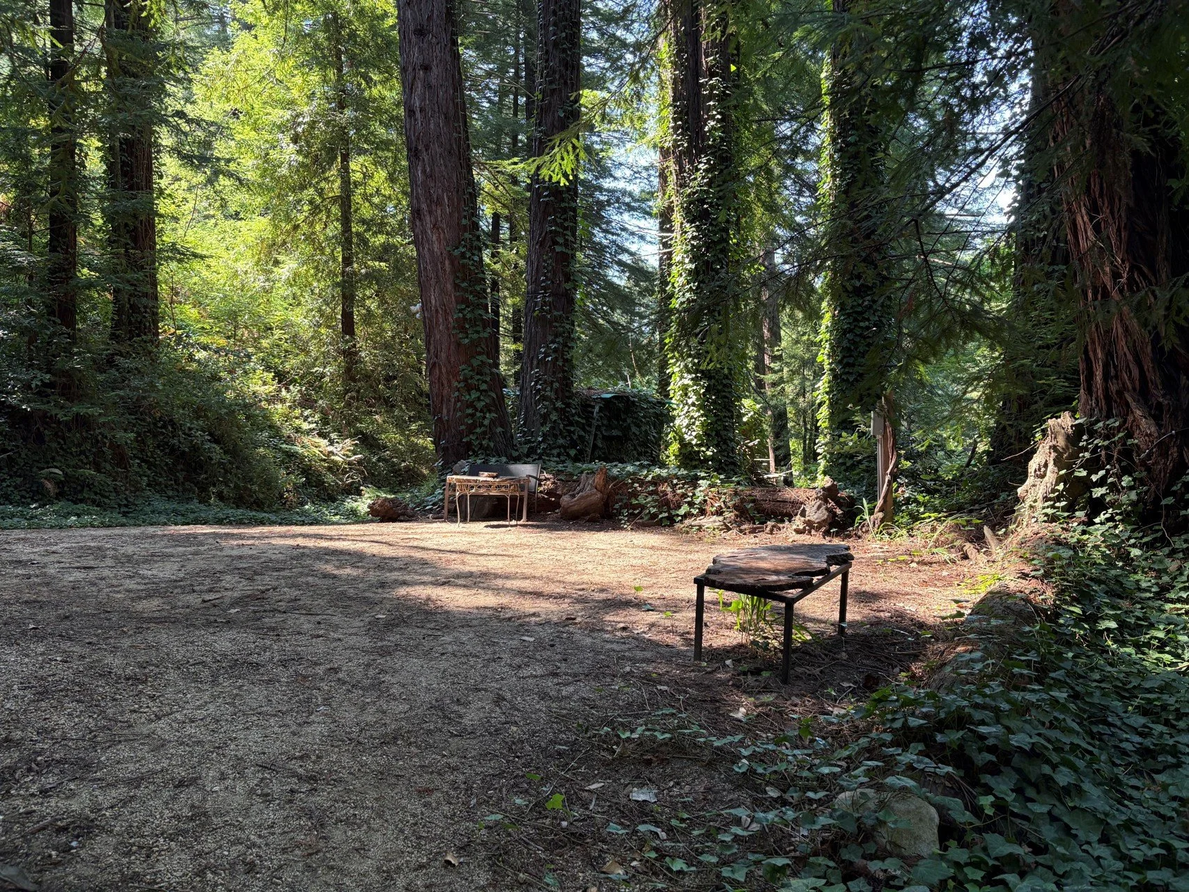 forest 4x3 aspect ratio.jpg