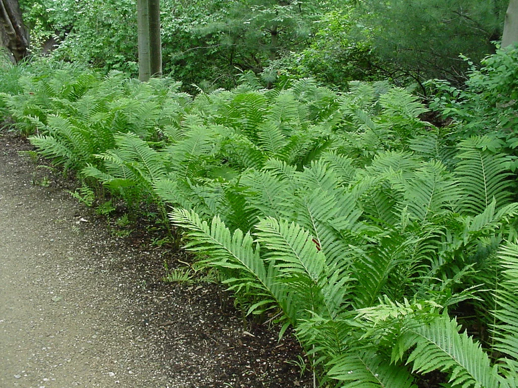fern.jpg