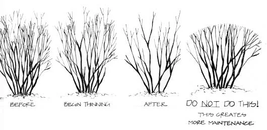 proper_pruning.jpg