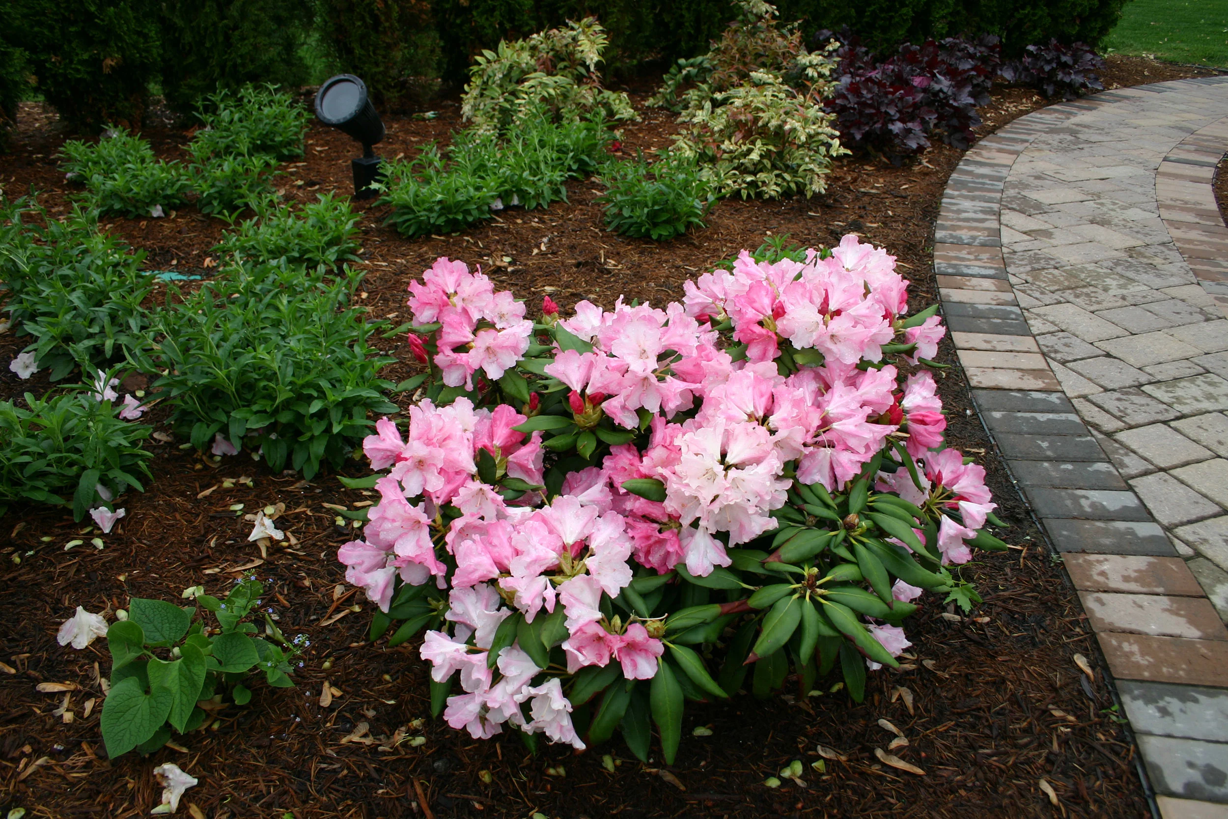 rhododendron.jpg