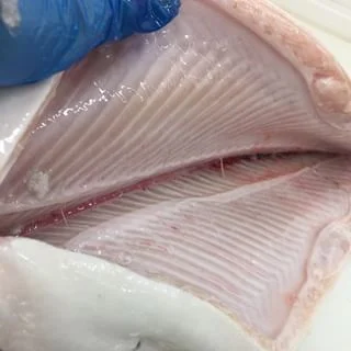 ivory salmon.jpg