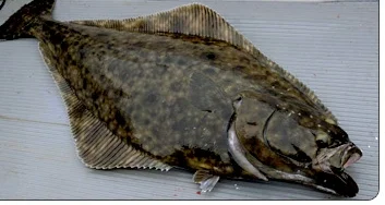 fish-halibut.jpg