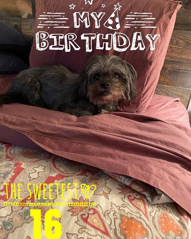 Would you look at this pup ! Puts himself to bed almost every night too. Happy Birthday to our little old man ❤️ #flick #sweet16 #chicagopup