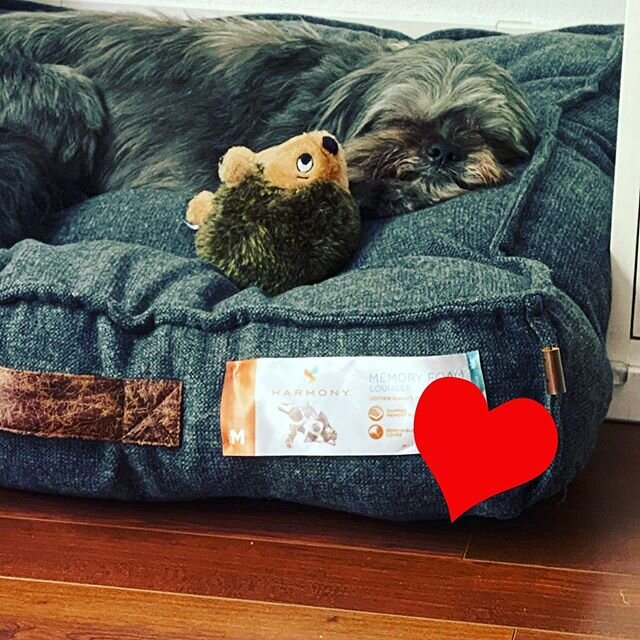 New memory foam bed for the little old man. Those hips are not what they used to be. This is 16 . #Flick #favoritetoy #hedgehog only please