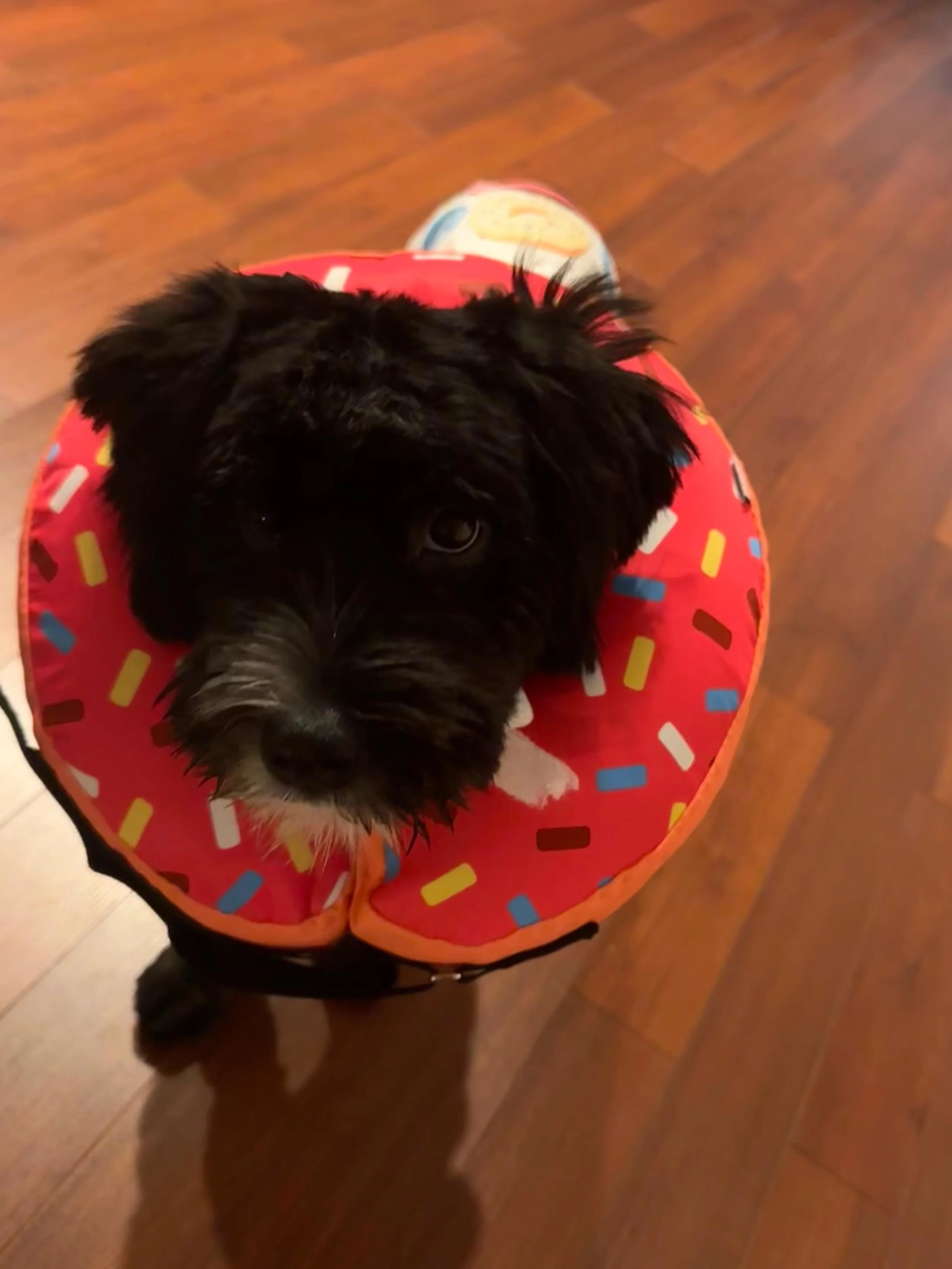 Wish us luck 🍀 . This high energy girl needs to lay low for 14 days🤪. 3 days down . Thankful for calming meds! #Tina #6monthsold #newhairdontcare #minibernedoodle