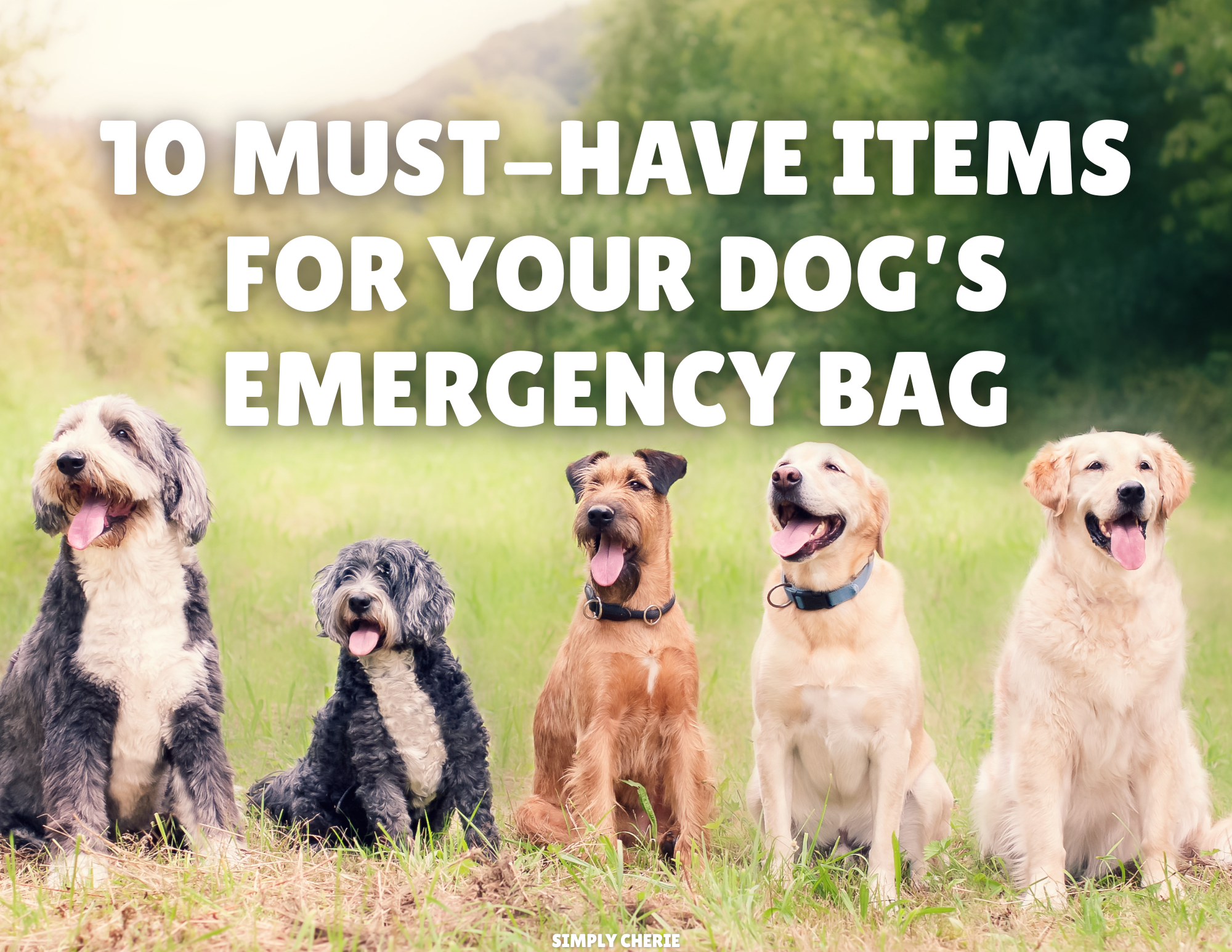 10 Must-Have Items for Your Dog’s Emergency Bag