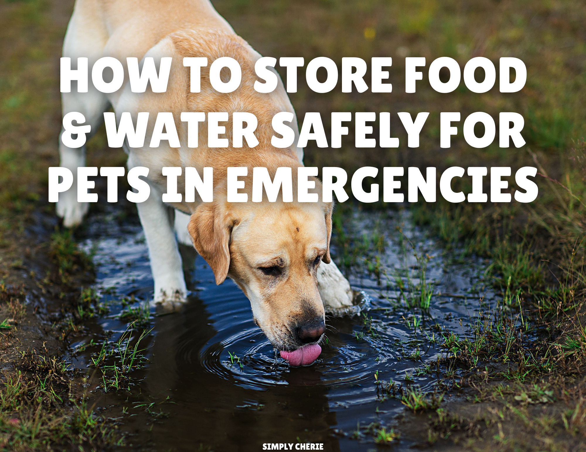 How to Store Food &amp; Water Safely for Pets in Emergencies