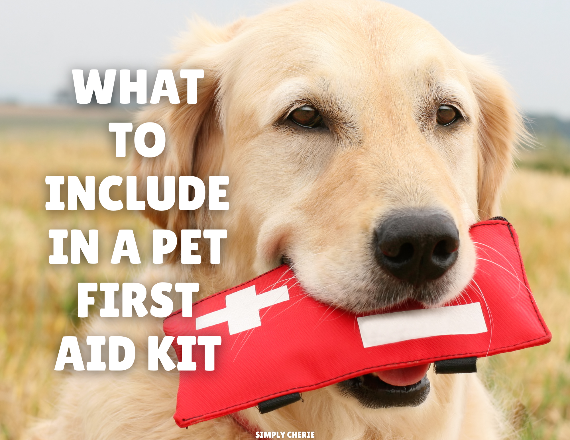 What to Include in a Pet First Aid Kit