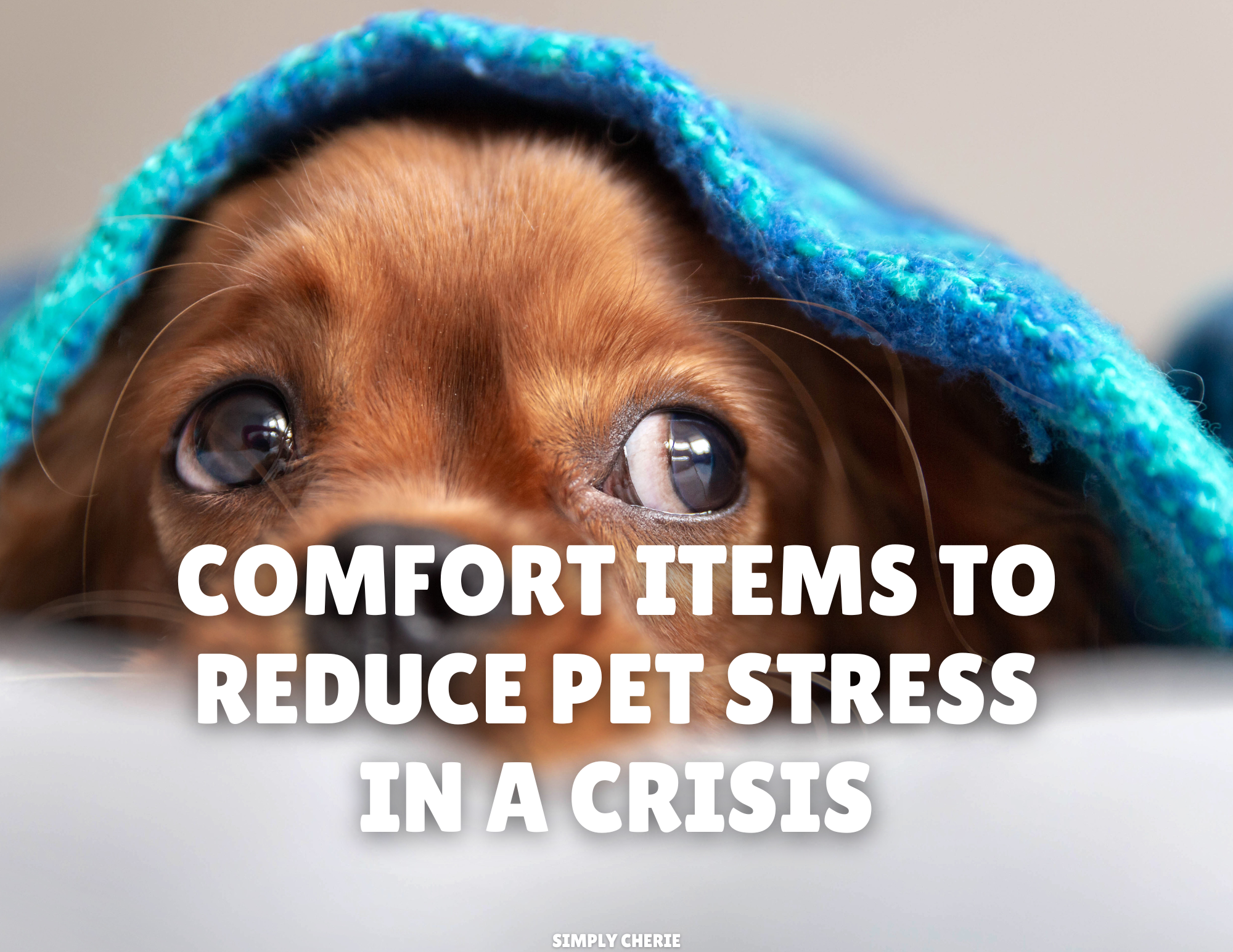 5 Comfort Items to Reduce Pet Stress in a Crisis