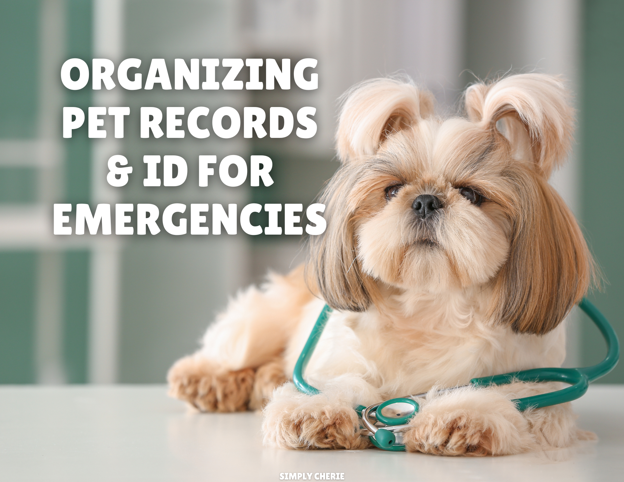 Organizing Pet Records &amp; ID for Emergencies