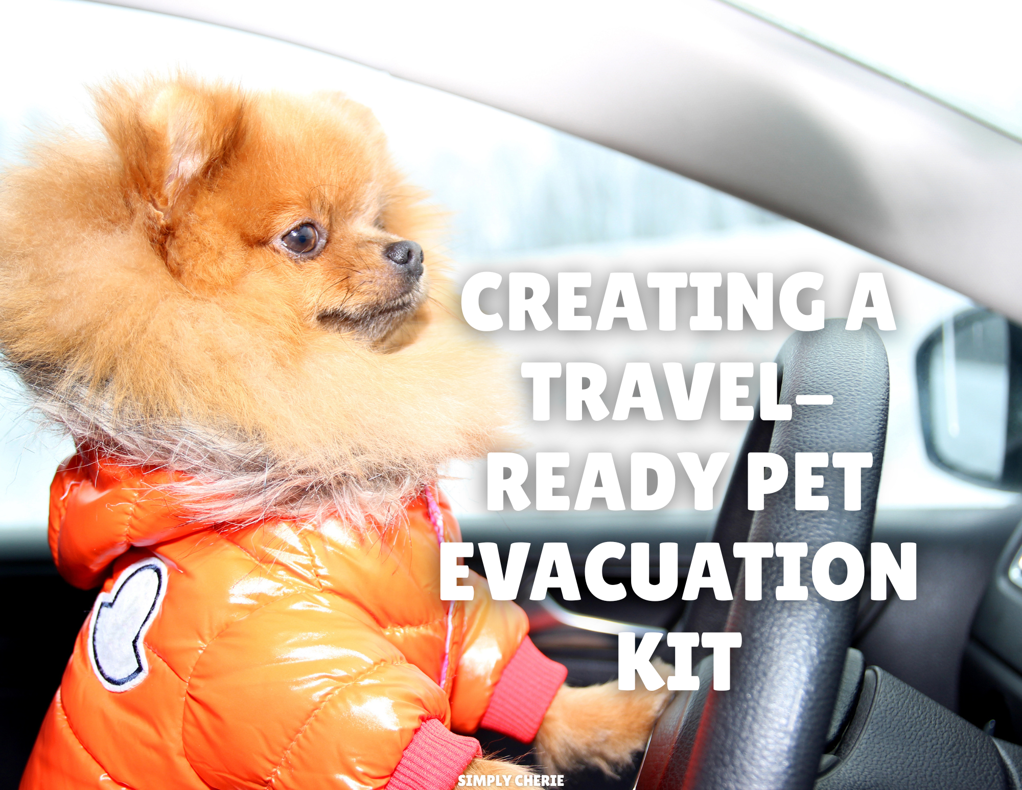 Creating a Travel-Ready Pet Evacuation Kit