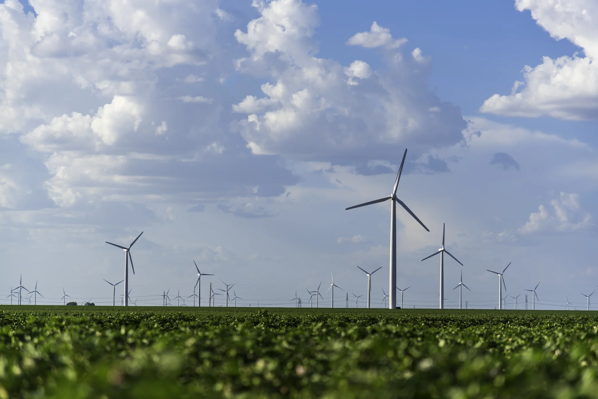 local wind field.jpg