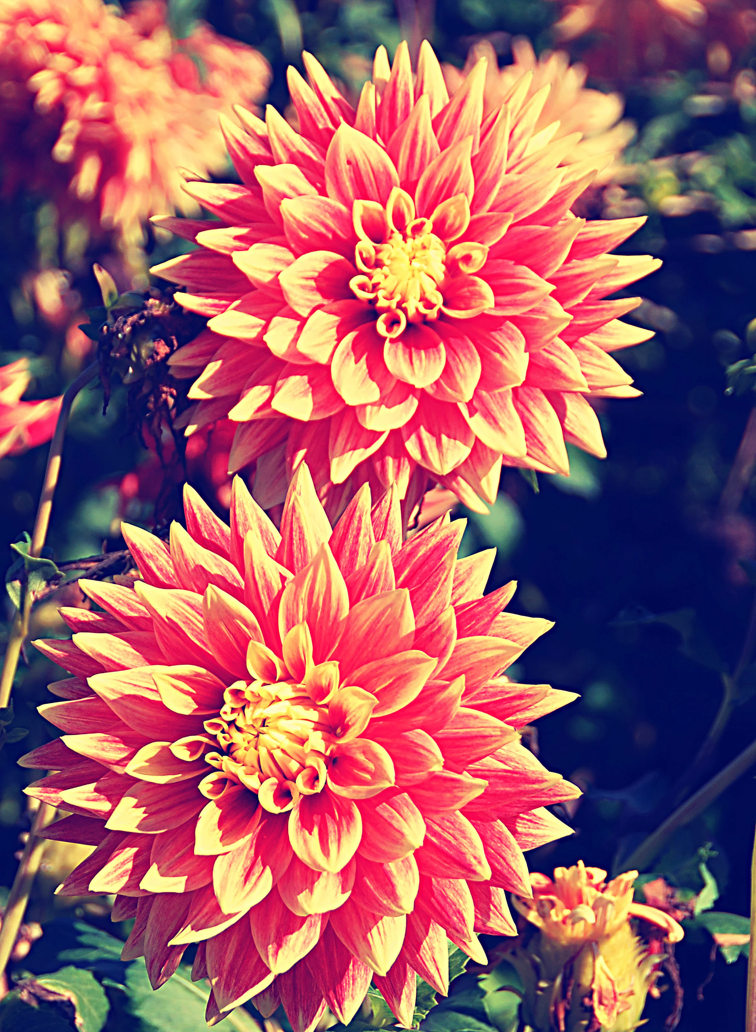 dahlia10.jpg