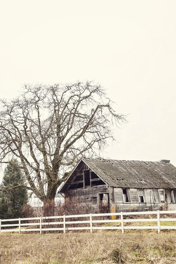 Beyond the Fence.jpg