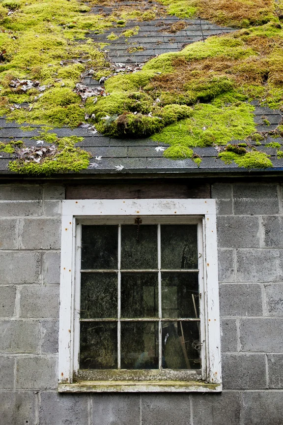 mossy window.jpg