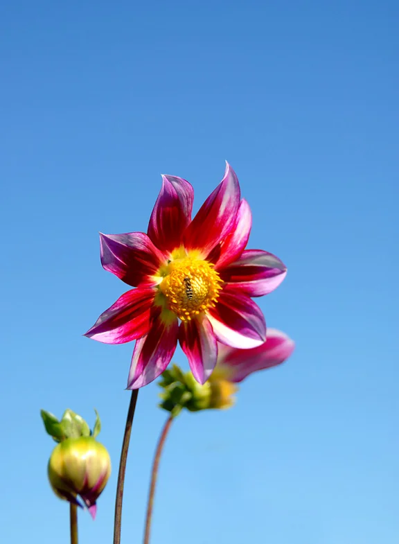 dahlia3.jpg