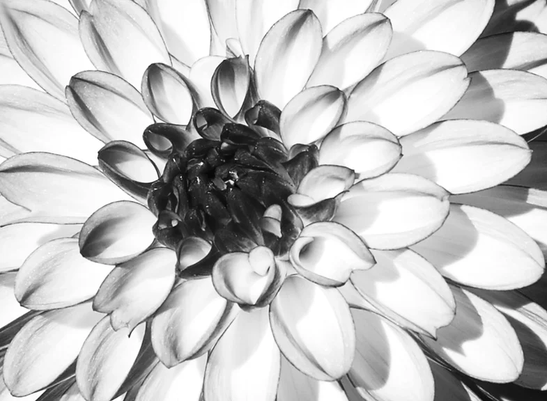 dahlia5.jpg