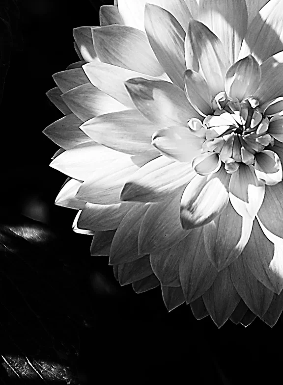 dahlia6bw.jpg