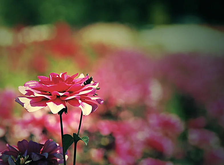 dahlia8.jpg