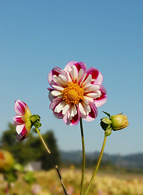 dahlia9.jpg