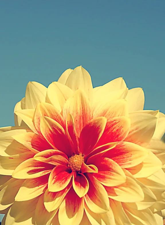dahlia12retro.jpg