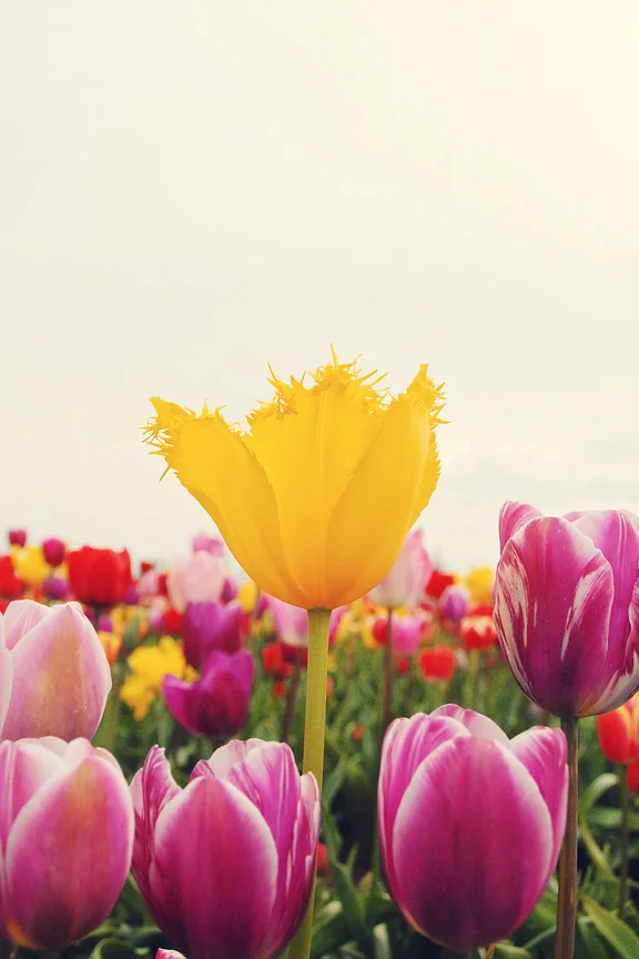 frayedtulip.jpg