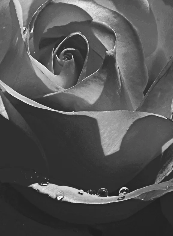 rose3bw.jpg