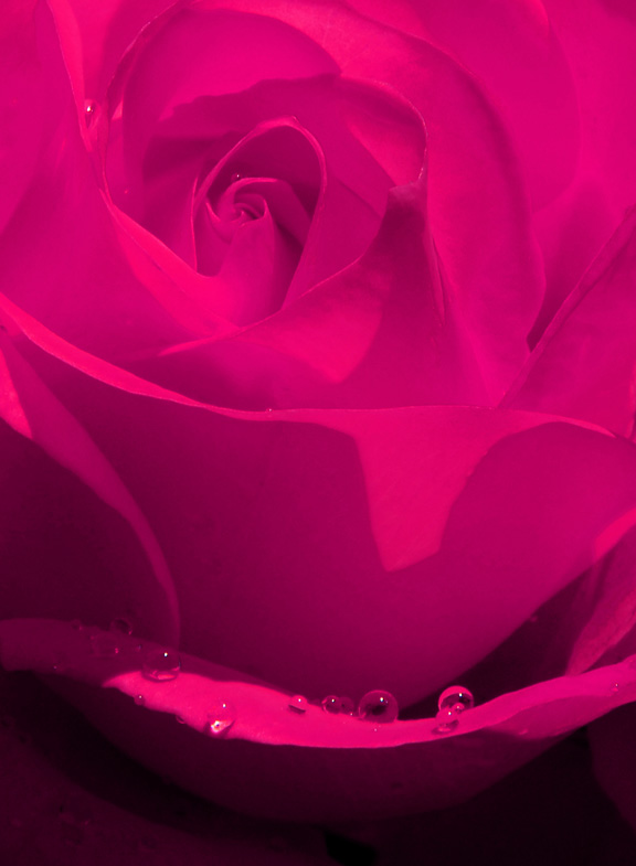 rose3pink.jpg