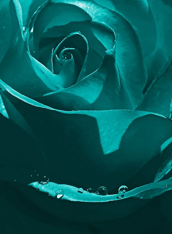 rose3teal.jpg