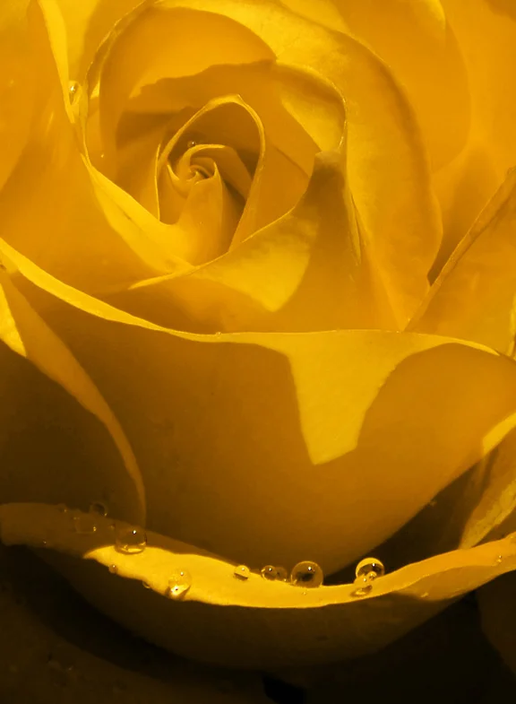 rose3yellow.jpg