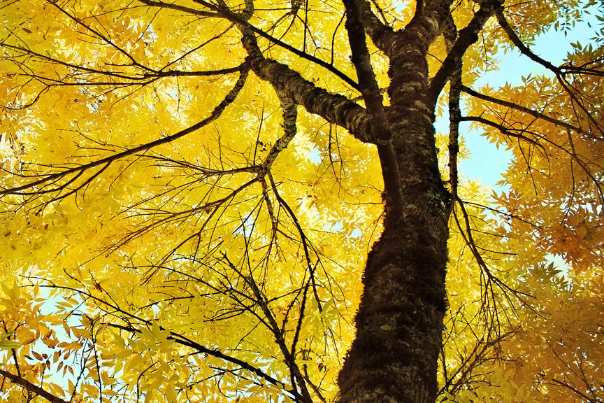 Yellowtrees.jpg