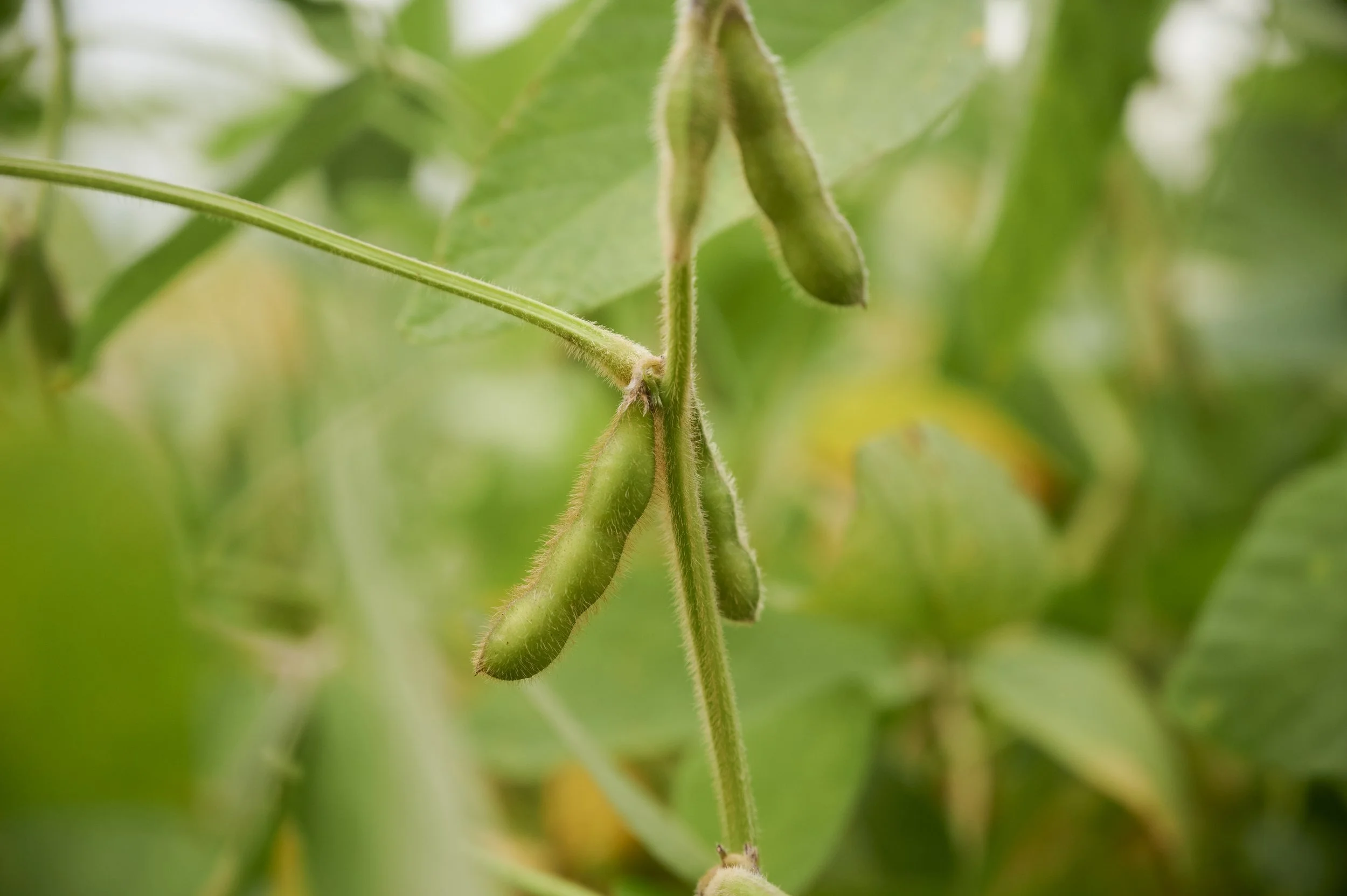 2021_09_12_SC Soy Bean-1320.jpg