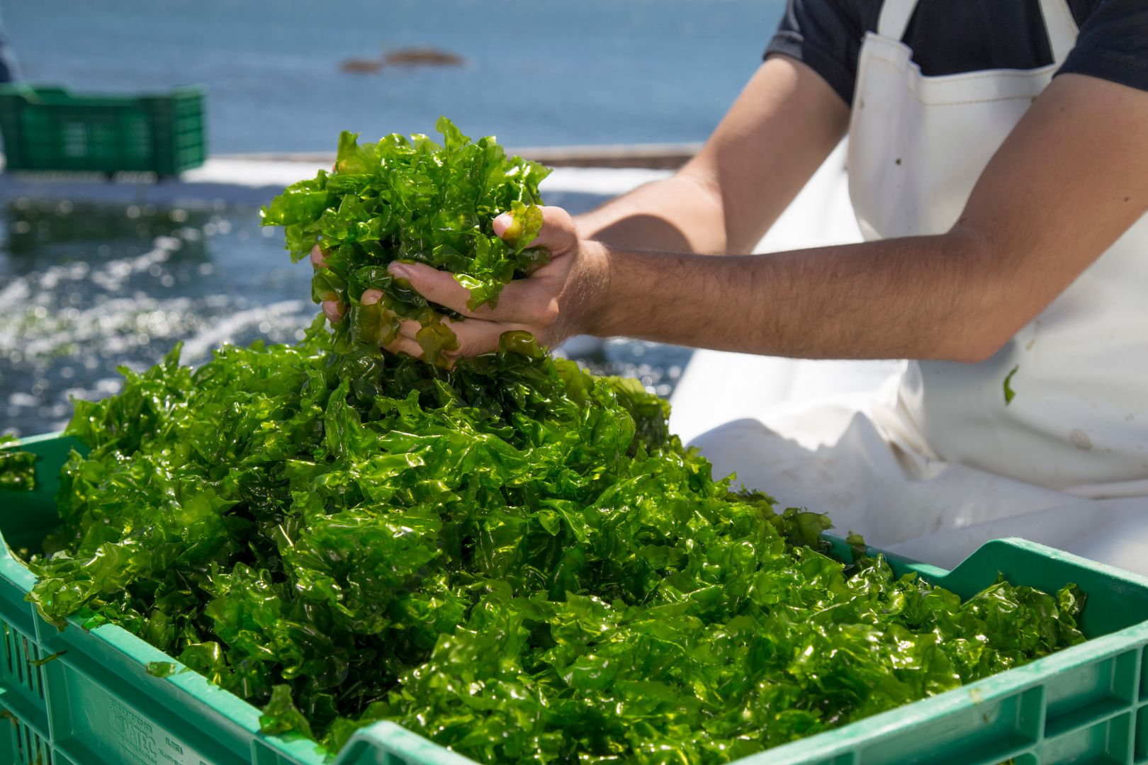 Seaweed and Heart Health