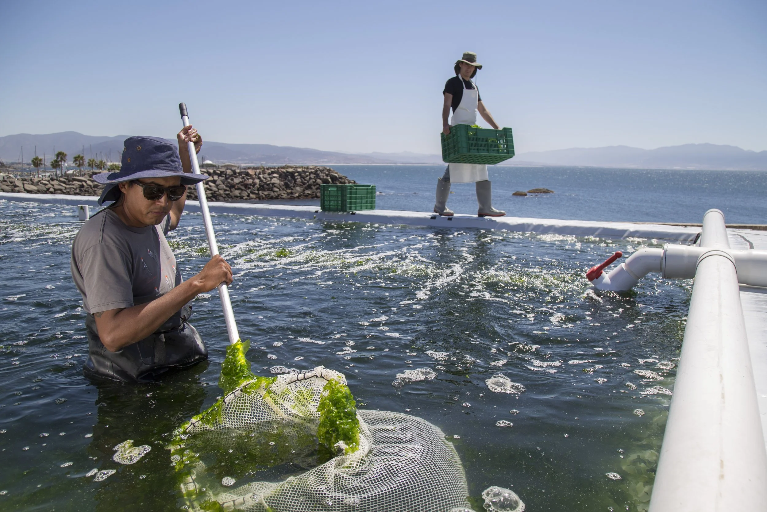 EMMANUEL GUEVARA ALGAS_3.JPG