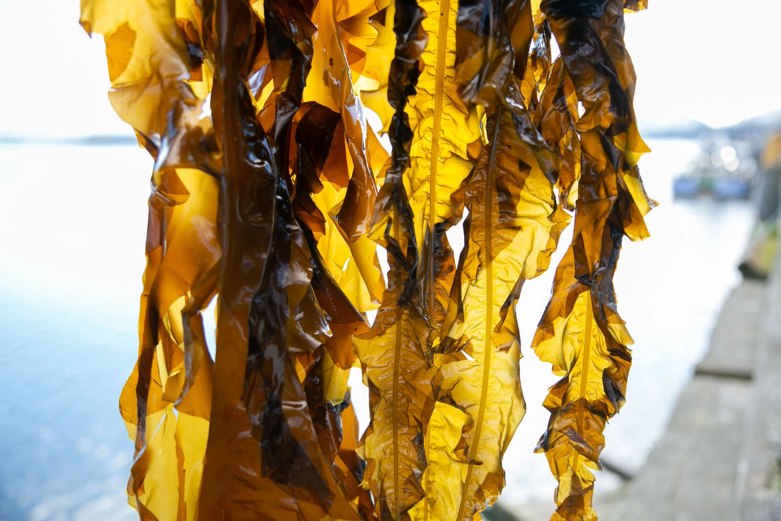 Our Farms — Blue Evolution