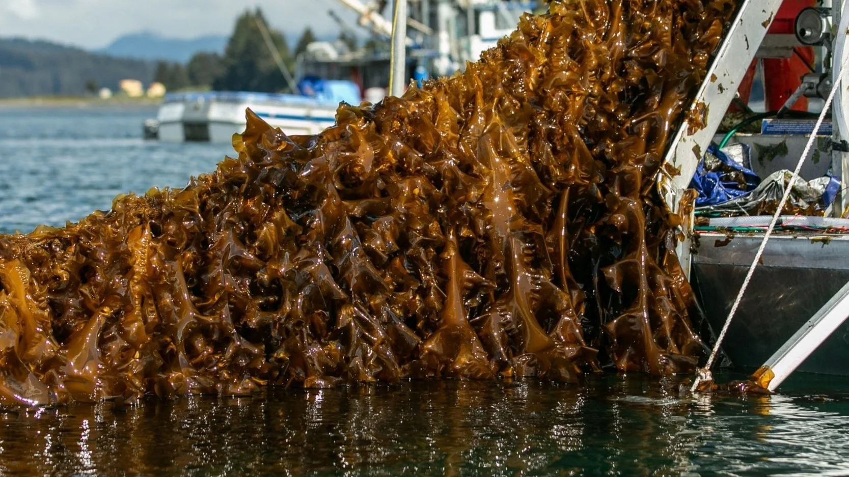 Blue Evolution’s Earth Day Declaration An Invitation to the