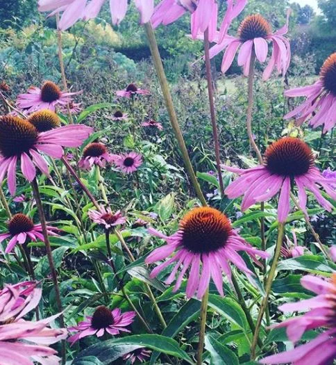 website cccccccccc.JPG