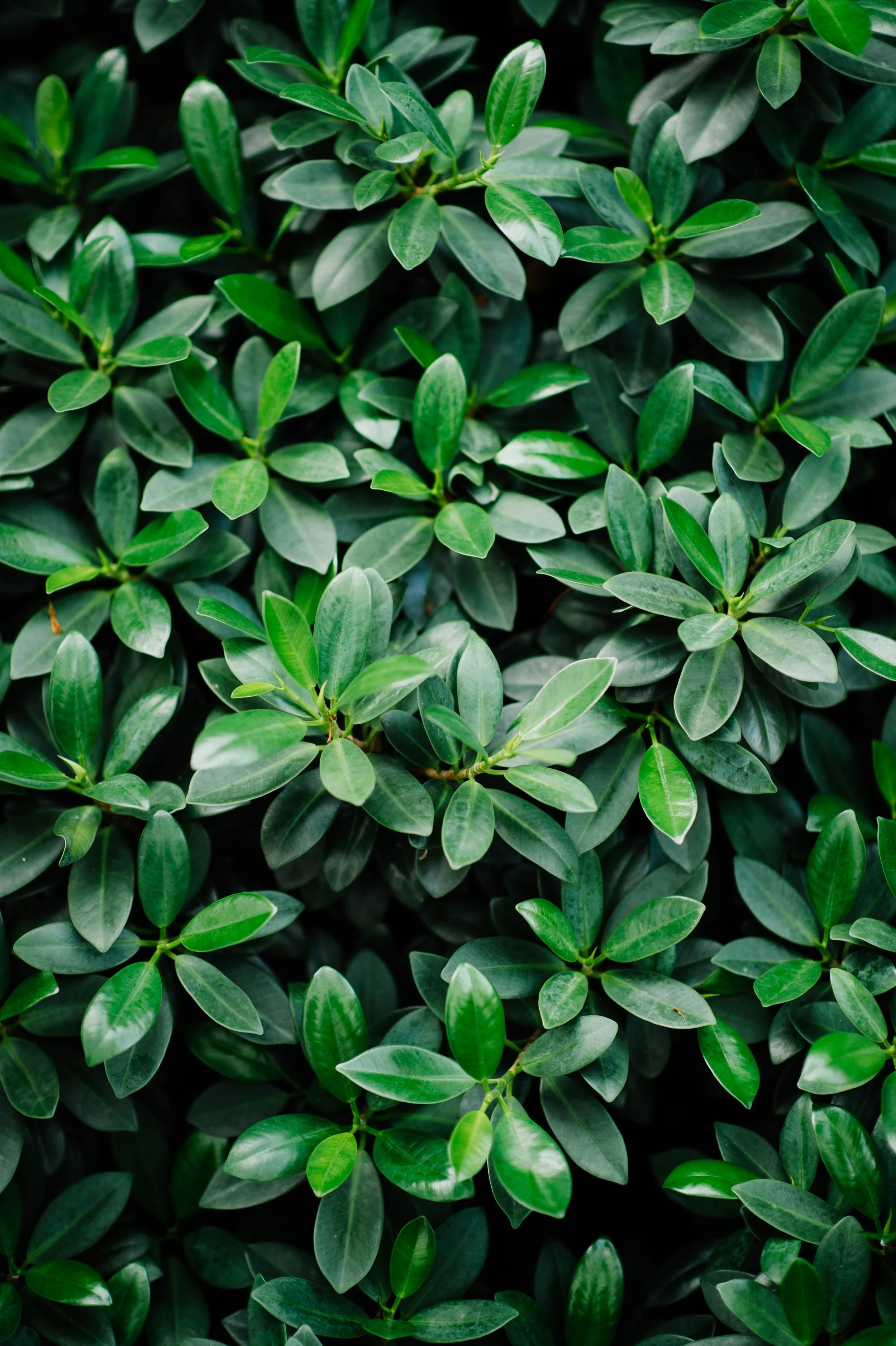 more leaves .jpg