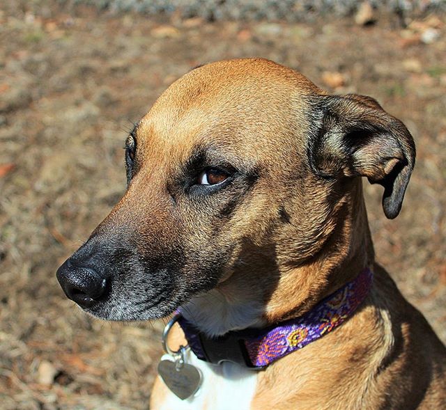 What does that face mean to you? We get many calls about dogs &ldquo;unexpectedly&rdquo; biting someone, and more often than not it&rsquo;s a result of people misreading their dog&rsquo;s expression or body language. The face you see in the photo is 