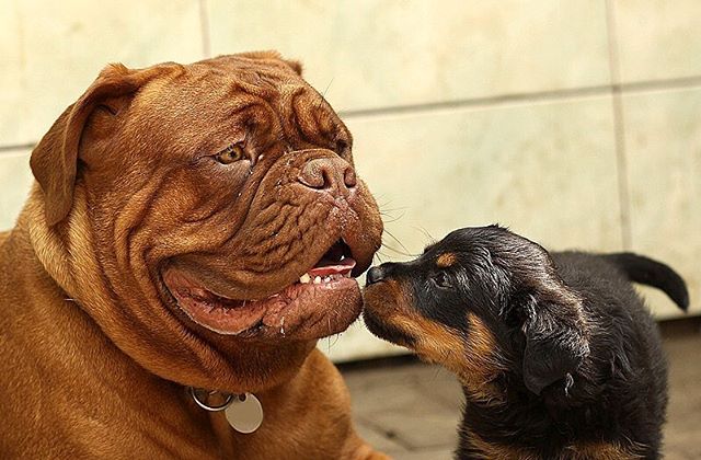 Ever wonder why dogs lick our faces? It begins with an innate behavior, that puppies use in an effort to get their mothers to regurgitate food. However, as the dog ages, they learn that this behavior provides them with interesting information about w