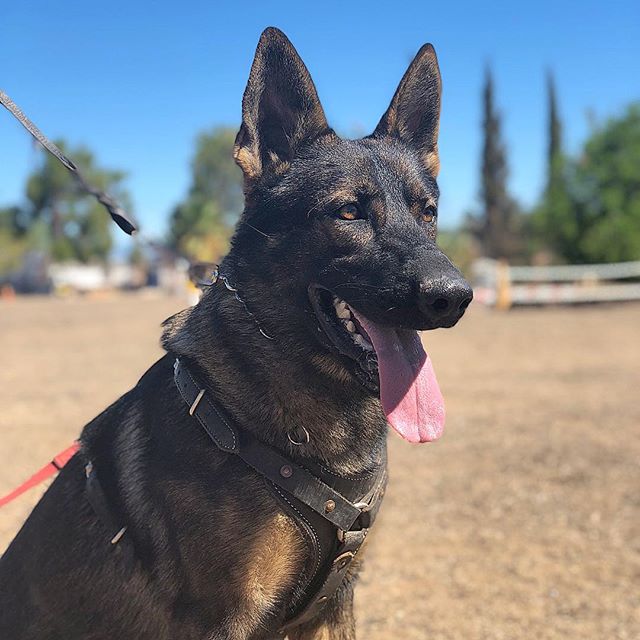 Meet Nero! Raised by the best ( @centeno9487 ), this handsome boy has received extensive training in personal protection - and is finally ready to become the most elite companion you&rsquo;ve ever known! Contact us for a meet &amp; greet.
___________